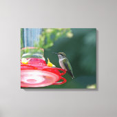 Perched Hummingbird Canvas Afdruk (Voorkant)