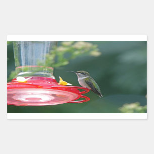 Perched Hummingbird Rechthoekige Sticker