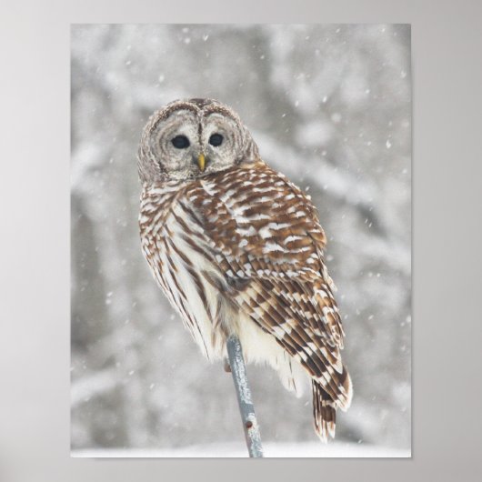 Perched Owl - Poster (Voorkant)