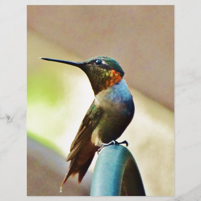 Perched Ruby en Green Little Hummingbird (Voorkant)