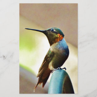 Perched Ruby en Green Little Hummingbird