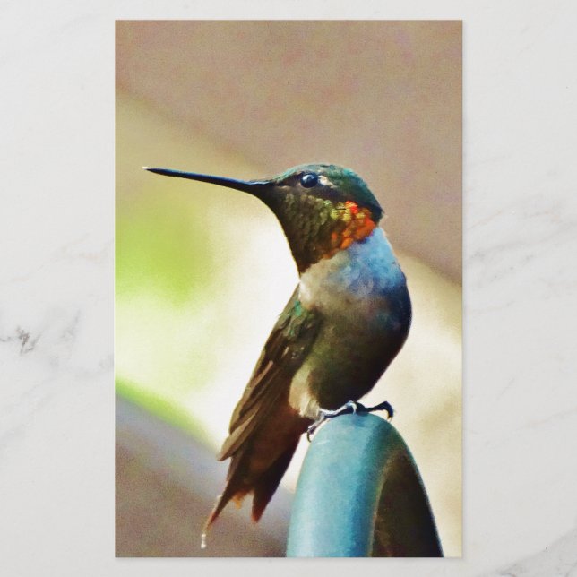 Perched Ruby en Green Little Hummingbird (Voorkant)