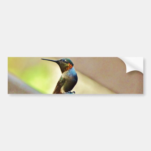 Perched Ruby en Green Little Hummingbird Bumpersticker (Voorkant)