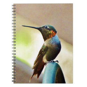 Perched Ruby en Green Little Hummingbird Notitieboek