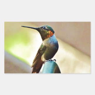 Perched Ruby en Green Little Hummingbird Rechthoekige Sticker
