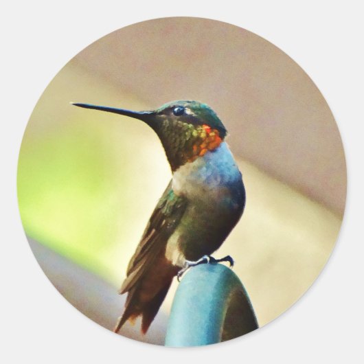 Perched Ruby en Green Little Hummingbird Ronde Sticker (Voorkant)