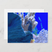 Perched Seahorse Briefkaart (Voorkant / Achterkant)