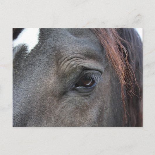 Percheron horse briefkaart (Voorkant)