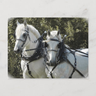 Percheron Team Briefkaart