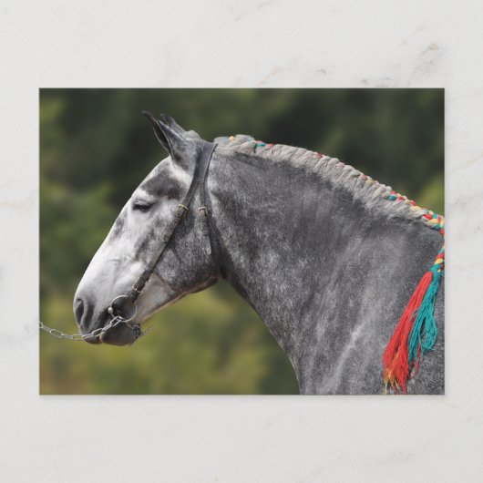 Percheron trekpaard merrie briefkaart (Voorkant)