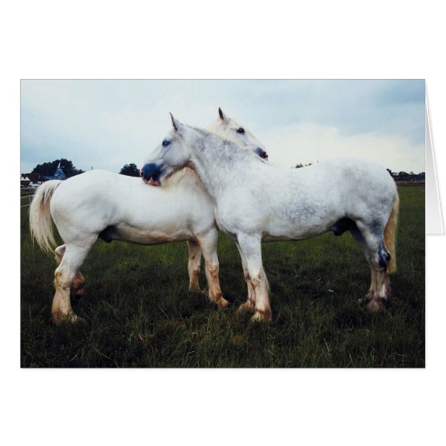 Percherons die elkaar kweken (Voorkant Horizontaal)