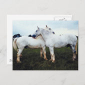 Percherons die elkaar kweken briefkaart (Voorkant / Achterkant)