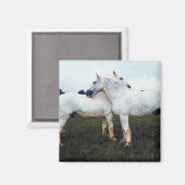 Percherons die elkaar kweken magneet (Voorkant / Achterkant)