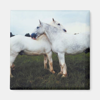 Percherons die elkaar kweken magneet