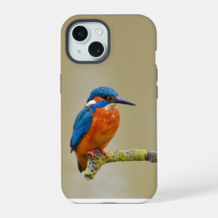 Perching Kingfisher