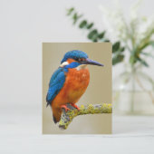 Perching Kingfisher Briefkaart (Staand voorkant)