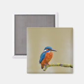 Perching Kingfisher Magneet (Voorkant / Achterkant)