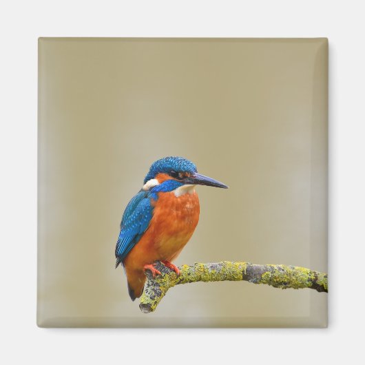 Perching Kingfisher Magneet (Voorkant)