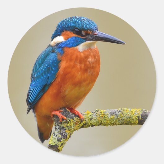Perching Kingfisher Ronde Sticker (Voorkant)