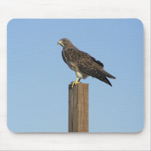 Perching Raptor Muismat