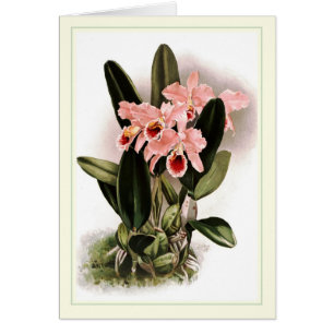 Percivaliana de Cattleya