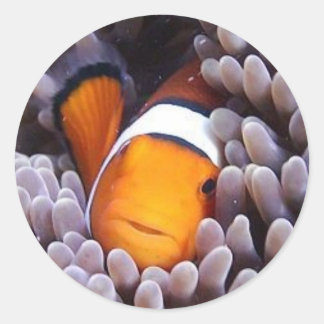Percula Clownfish Ronde Sticker