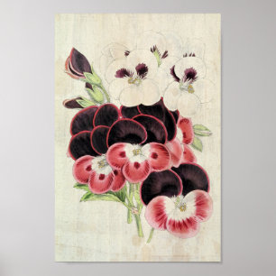 Perdita, Modesty en Garibaldi Pelargoniums Poster