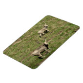 Père David's hert Magneet (Linkerzijde)