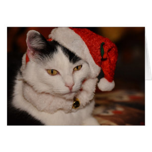 Père Noël Kitty Chat noir et blanc