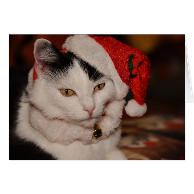 Père Noël Kitty | Chat noir et blanc (Devant horizontal)