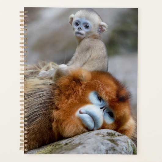 Père Singe nez retroussé doré avec bébé (Devant)