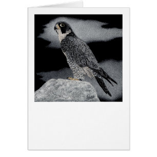Peregrine Falcon