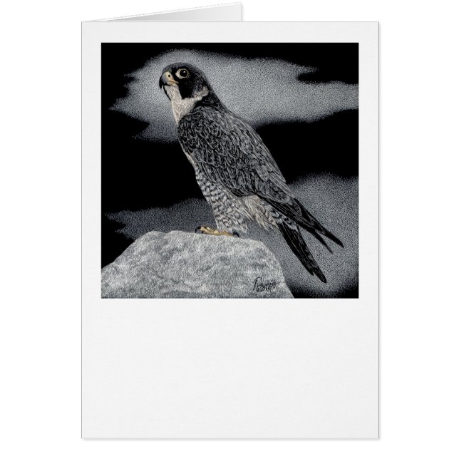 Peregrine Falcon (Voorkant)