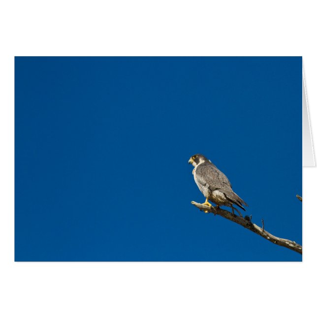 Peregrine Falcon (Voorkant Horizontaal)