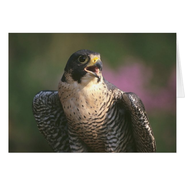 Peregrine Falcon (Voorkant Horizontaal)