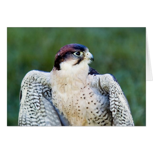 Peregrine Falcon (Voorkant Horizontaal)