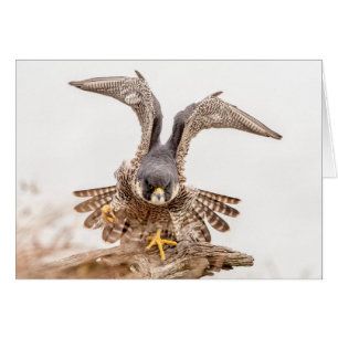 Peregrine Falcon