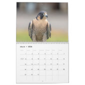 Peregrine Falcon 2026 Kalender (Mar 2026)