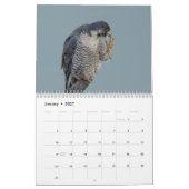 Peregrine Falcon 2026 Kalender (Jan 2027)