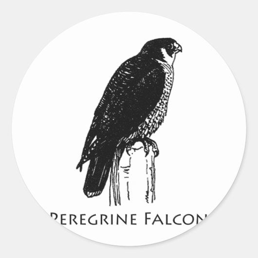 Peregrine Falcon (afbeelding) Ronde Sticker (Voorkant)