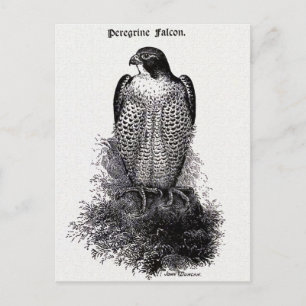 Peregrine Falcon  Bird Illustration Briefkaart