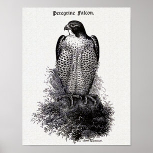 Peregrine Falcon Bird Illustration Poster