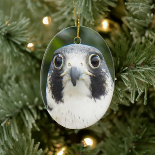 Peregrine Falcon Bird of Prey Photo Keramisch Ornament