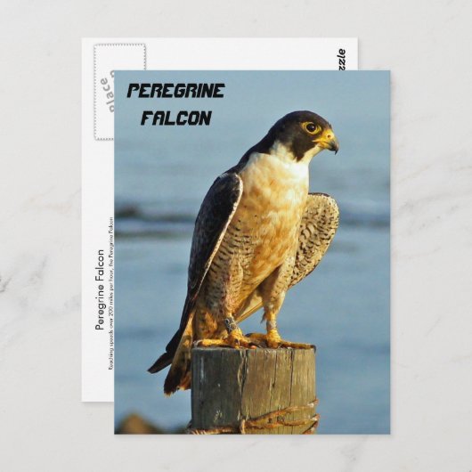Peregrine Falcon Briefkaart (Voorkant / Achterkant)