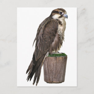 Peregrine Falcon Briefkaart