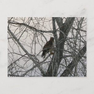 Peregrine Falcon Briefkaart