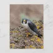 Peregrine falcon briefkaart (Voorkant)