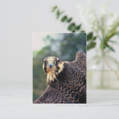 Peregrine Falcon Briefkaart (Staand voorkant)