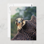 Peregrine Falcon Briefkaart (Voorkant / Achterkant)