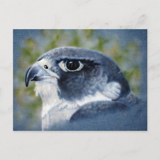 Peregrine Falcon Briefkaart (Voorkant)